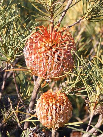Banksia sphaerocarpa ssp pumilio Australian native plant