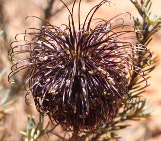 Banksia violacea Australian native plant