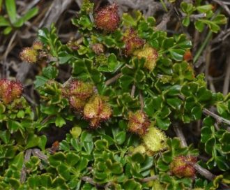 Dodonaea humilis Australian native plant