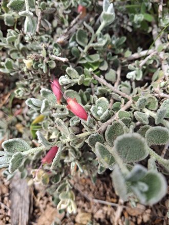 Eremophila hillii red form Australian native plant