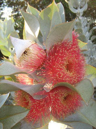 Eucalyptus macrocarpa Australian native plant