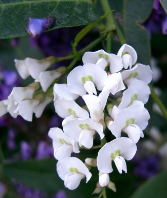 Hardenbergia violacea alba Australian native plant