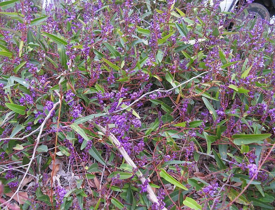 Hardenbergia violacea Australian native plant