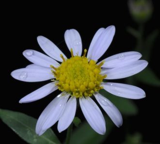 Kalameris indica in 68mm Super Tube