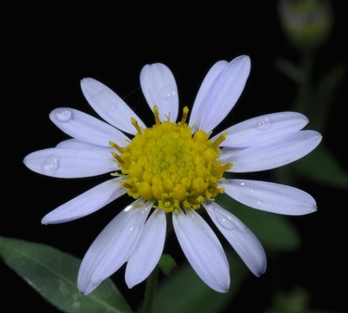 Kalameris indica in 68mm Super Tube