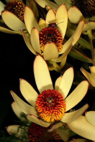 Leucadendron discolour