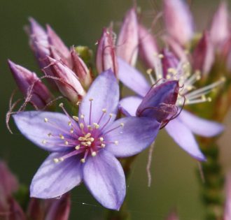 Calytrix sapphirina Australian native plant