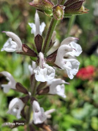 Salvia staminea