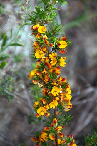 Pultenaea acerosa Australian native plant