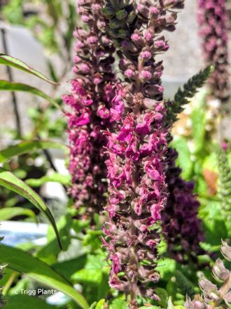 Teucrium hircanicum perennial plant
