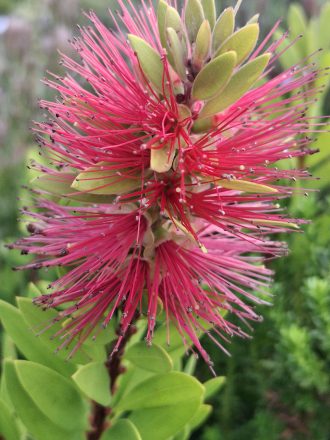 Callistemon citrinus dwarf Australian native plant