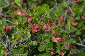 Dodonaea baueri Australian native plant