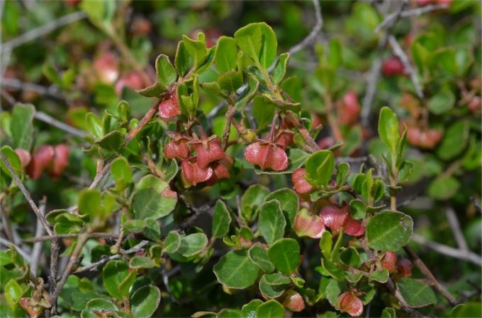 Dodonaea baueri Australian native plant