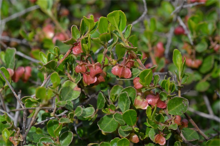 Dodonaea baueri Australian native plant