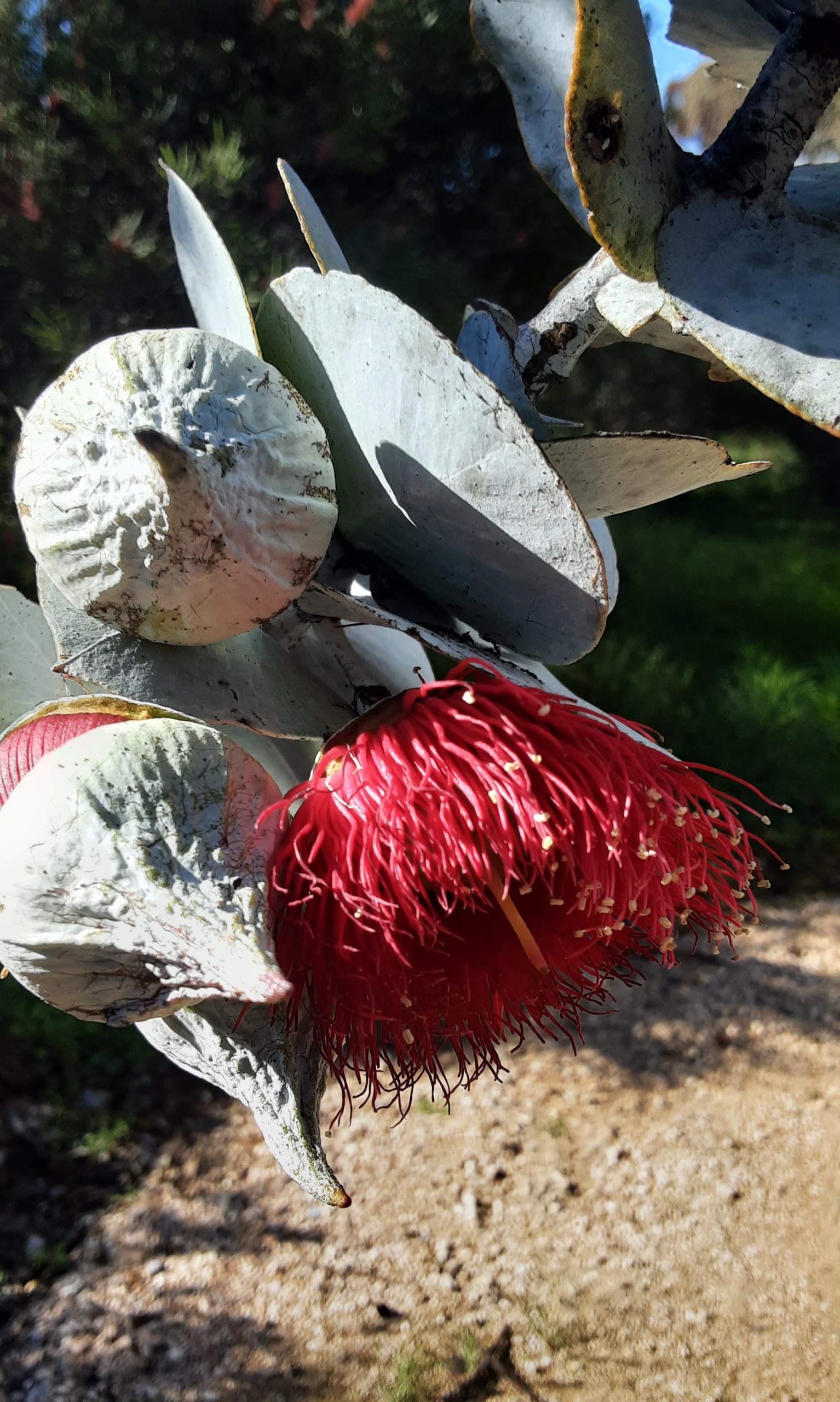 Eucalyptus rhodanthe Australian native plant