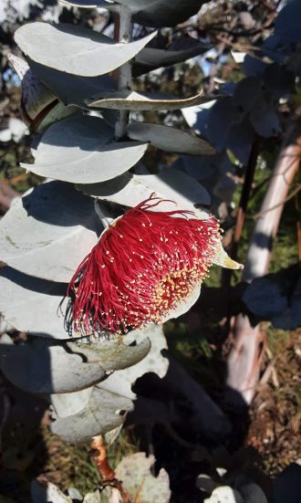 Eucalyptus rhodanthe Australian native plant