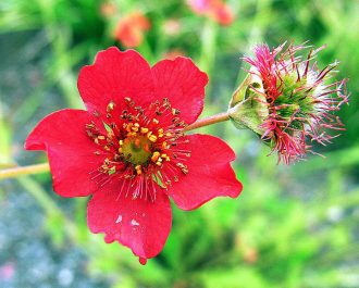 Geum magellanicum perennial plant