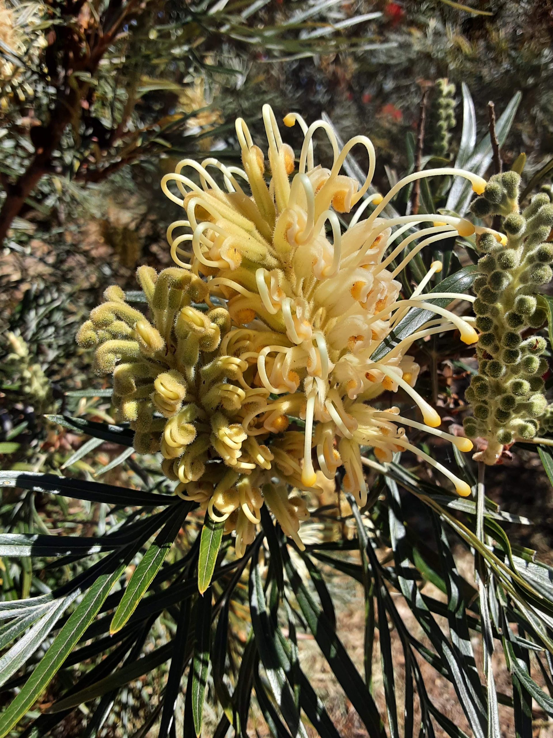 Grevillea banksii alba Australian native plant