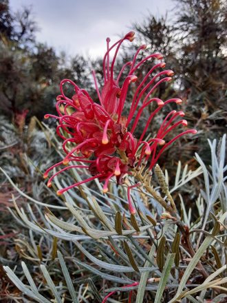 Grevillea banksii forsteri Australian native plant
