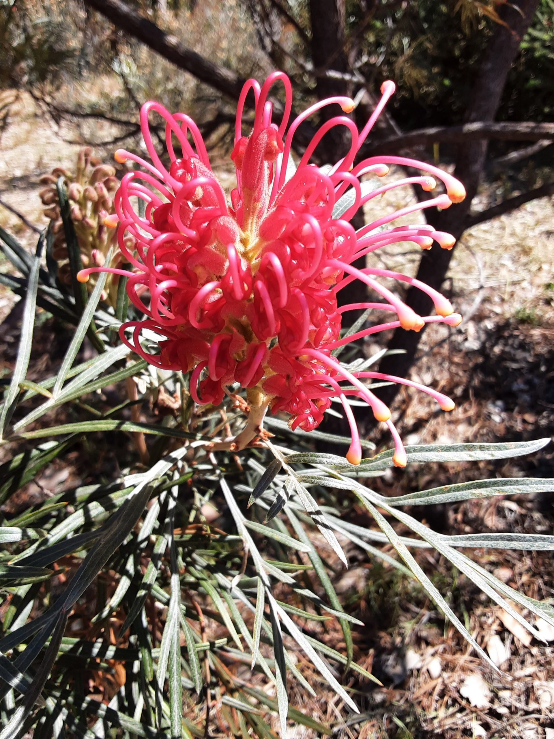 Grevillea banksii forsteri Australian native plant
