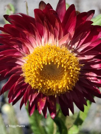 Xerochrysum bracteatum dark scarlet Australian native plant