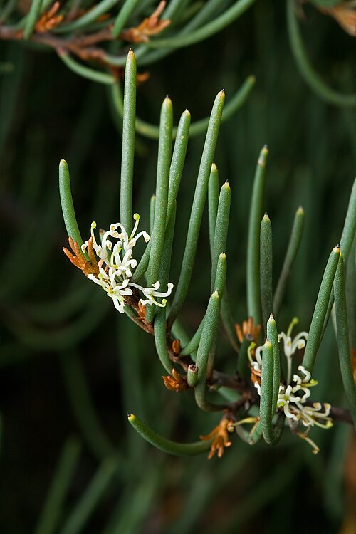 Hakea epiglottis Australian native plant
