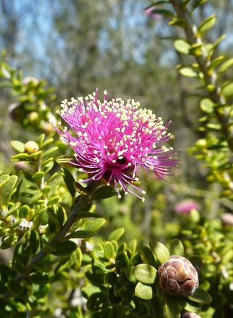 Melaleuca amydra Australian native plant