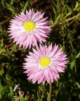 Lucindas Everlastings - Rhodanthe chlorocephala ssp rosea 10gm