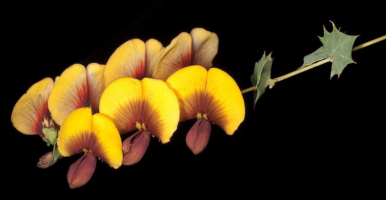 Bossiaea aquifolium Australian native plant