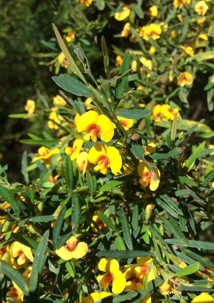 Bossiaea linophylla Australian native plant