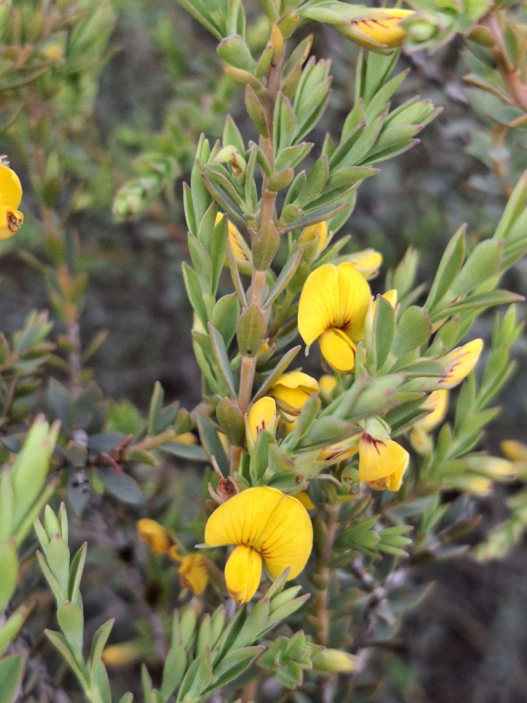 Eutaxia diffusa Australian native beauty