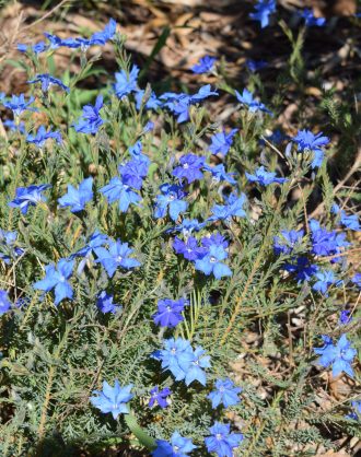 Lechenaultia biloba Australian native plant