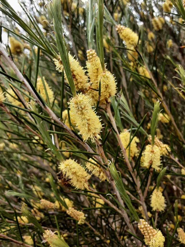 Melaleuca atroviridus Australian native plant