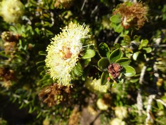 Melaleuca depressa Australian native plant