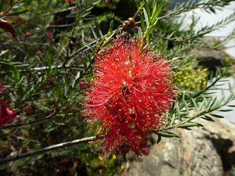 Melaleuca fulgens Australian native plant