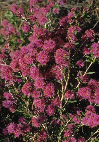 Melaleuca pentagona ssp latifolia Australian native plant