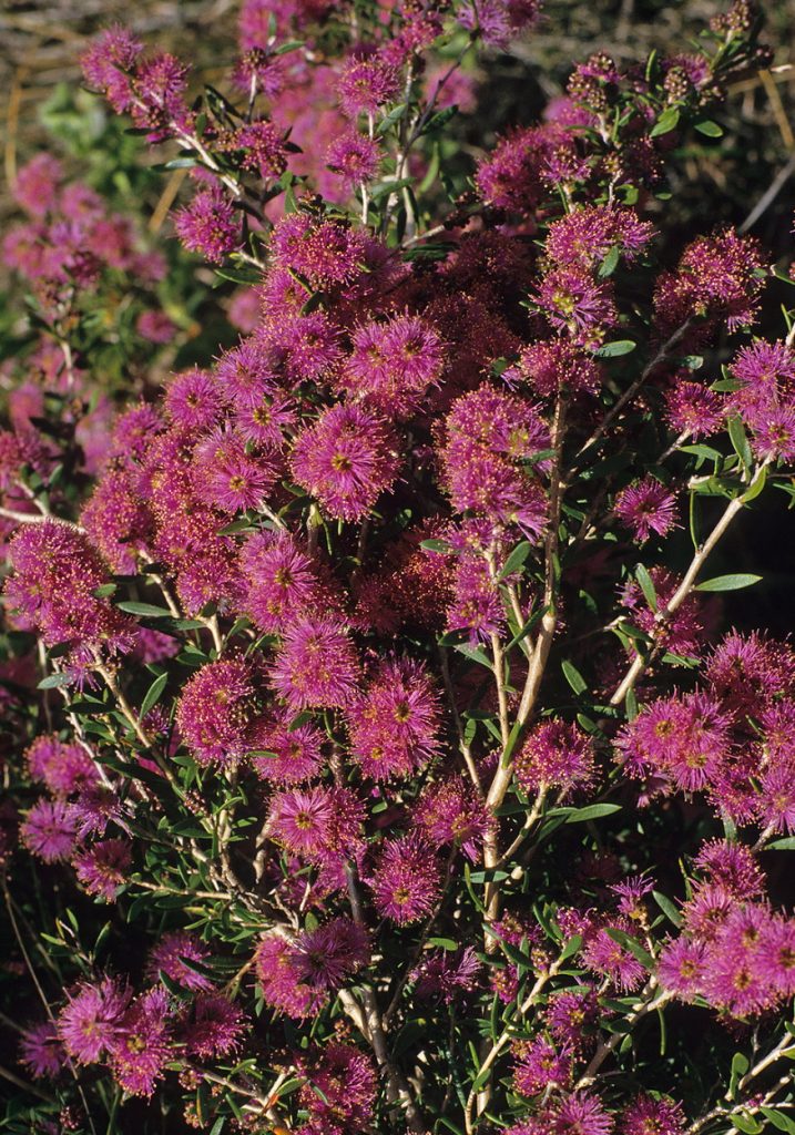 Melaleuca pentagona ssp latifolia Australian native plant