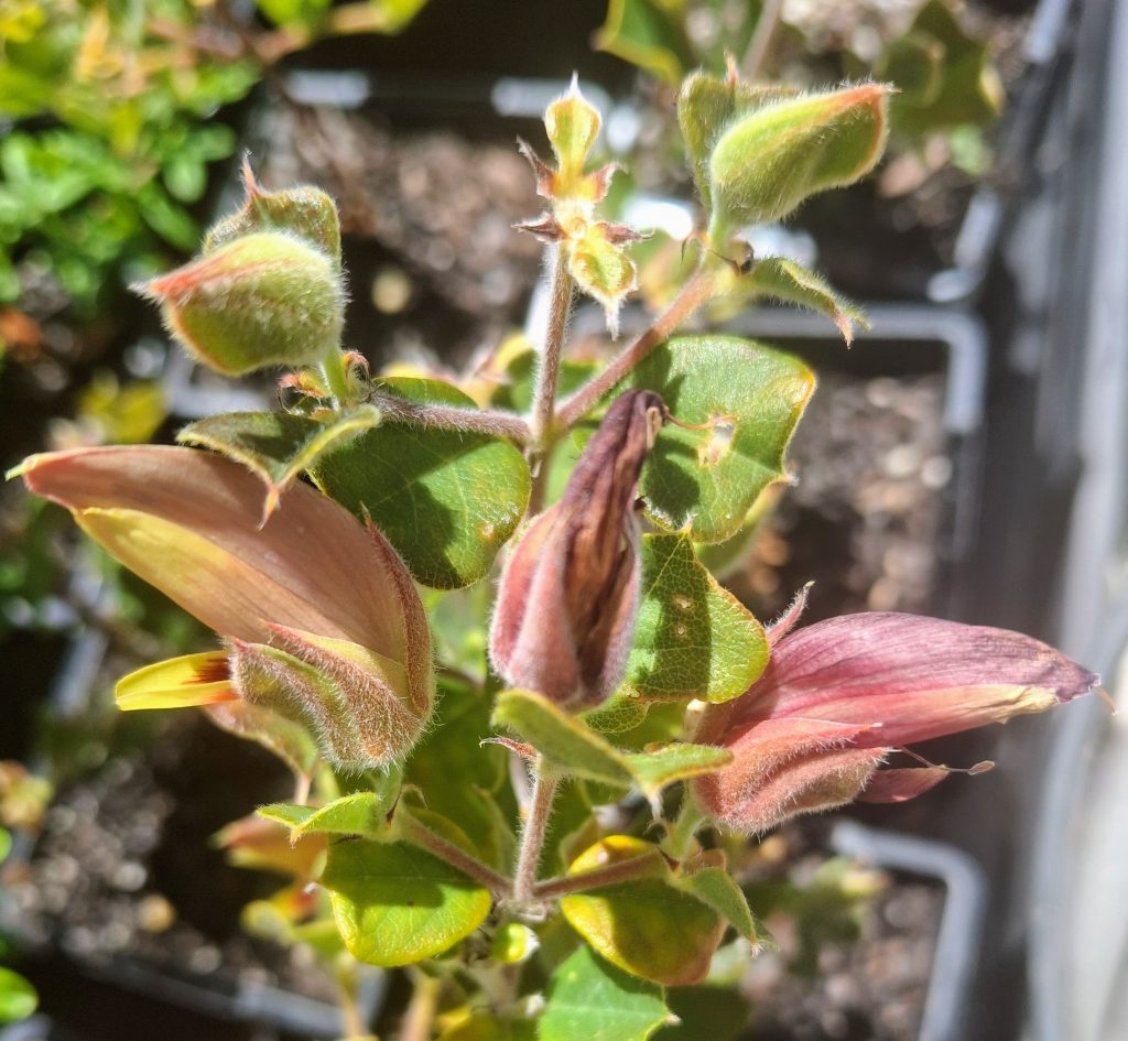 Gastrolobium praemorsum Australian native plant