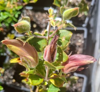 Gastrolobium praemorsum Australian native plant