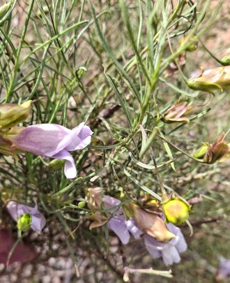 Eremophila linsmithii Australian native plant
