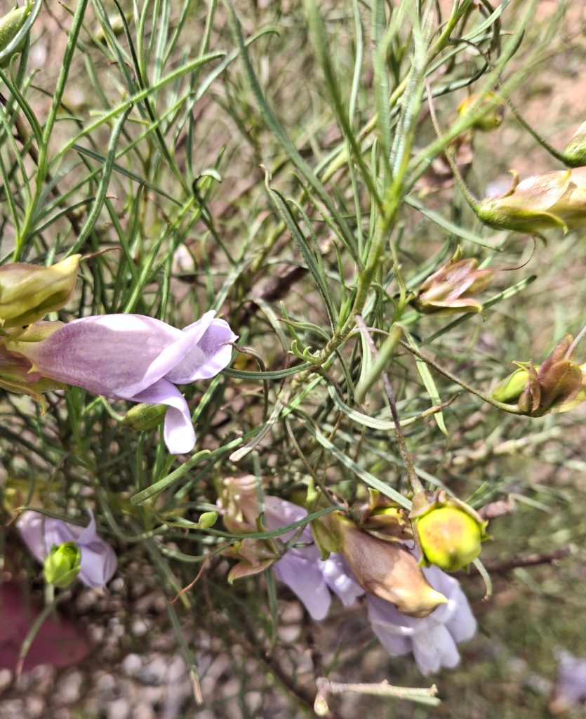 Eremophila linsmithii Australian native plant