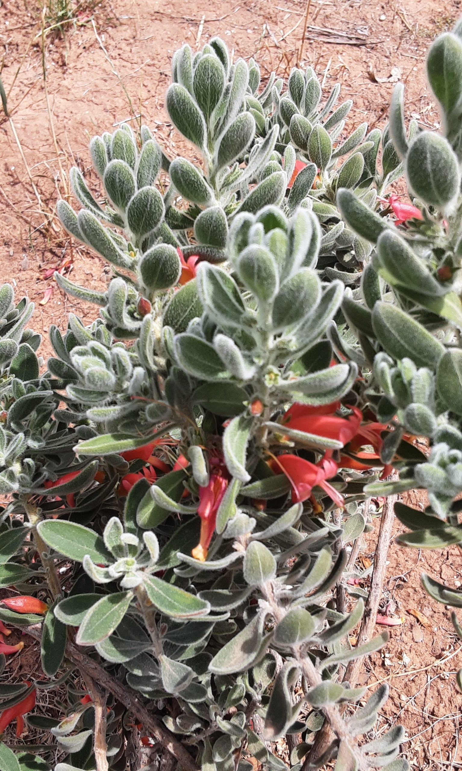 Eremophila splendens in 50mm Forestry Tube - Image 2