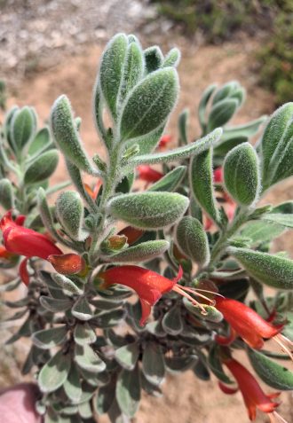 Eremophila splendens Australian native plant