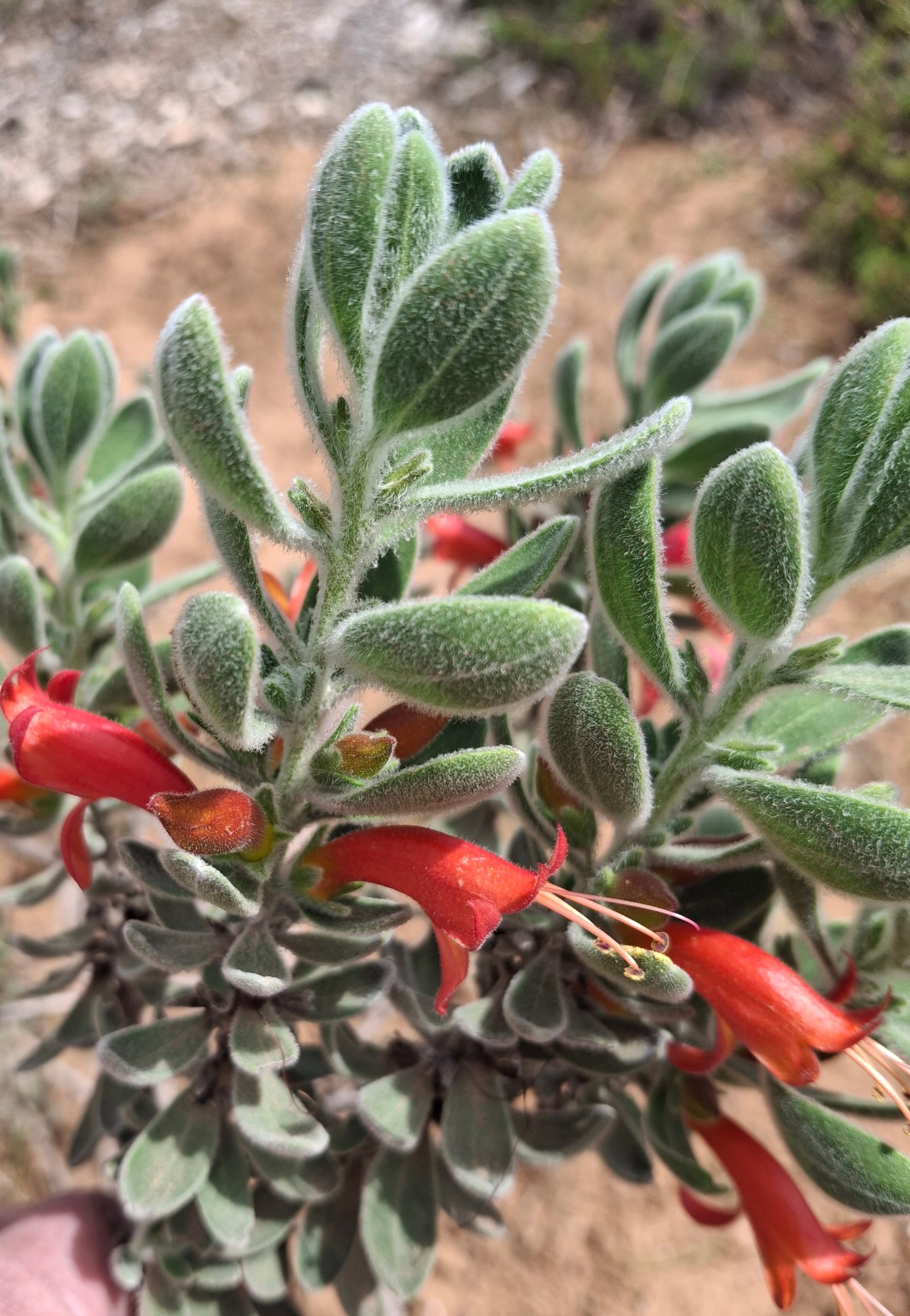 Eremophila splendens Australian native plant