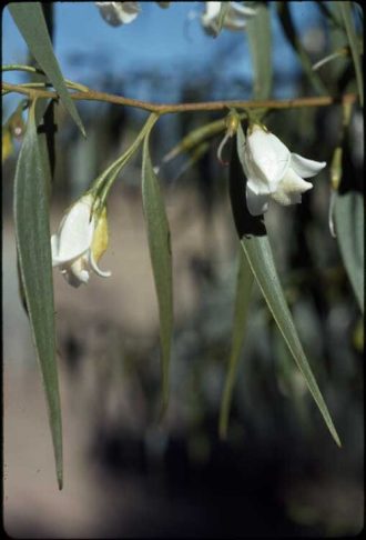 Eremophila santolina Australian native plant