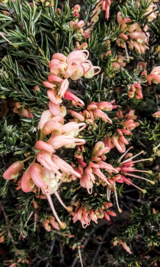 Grevillea Coral baby Australian native plant
