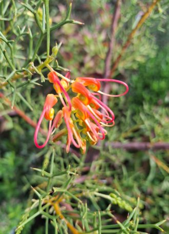 Grevillea dielsiana orange form Australian native plant