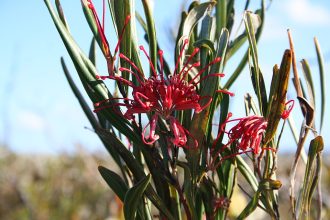 Grevillea oleoides Australian native plant