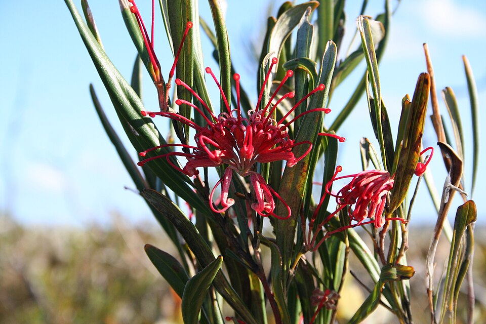 Grevillea oleoides Australian native plant