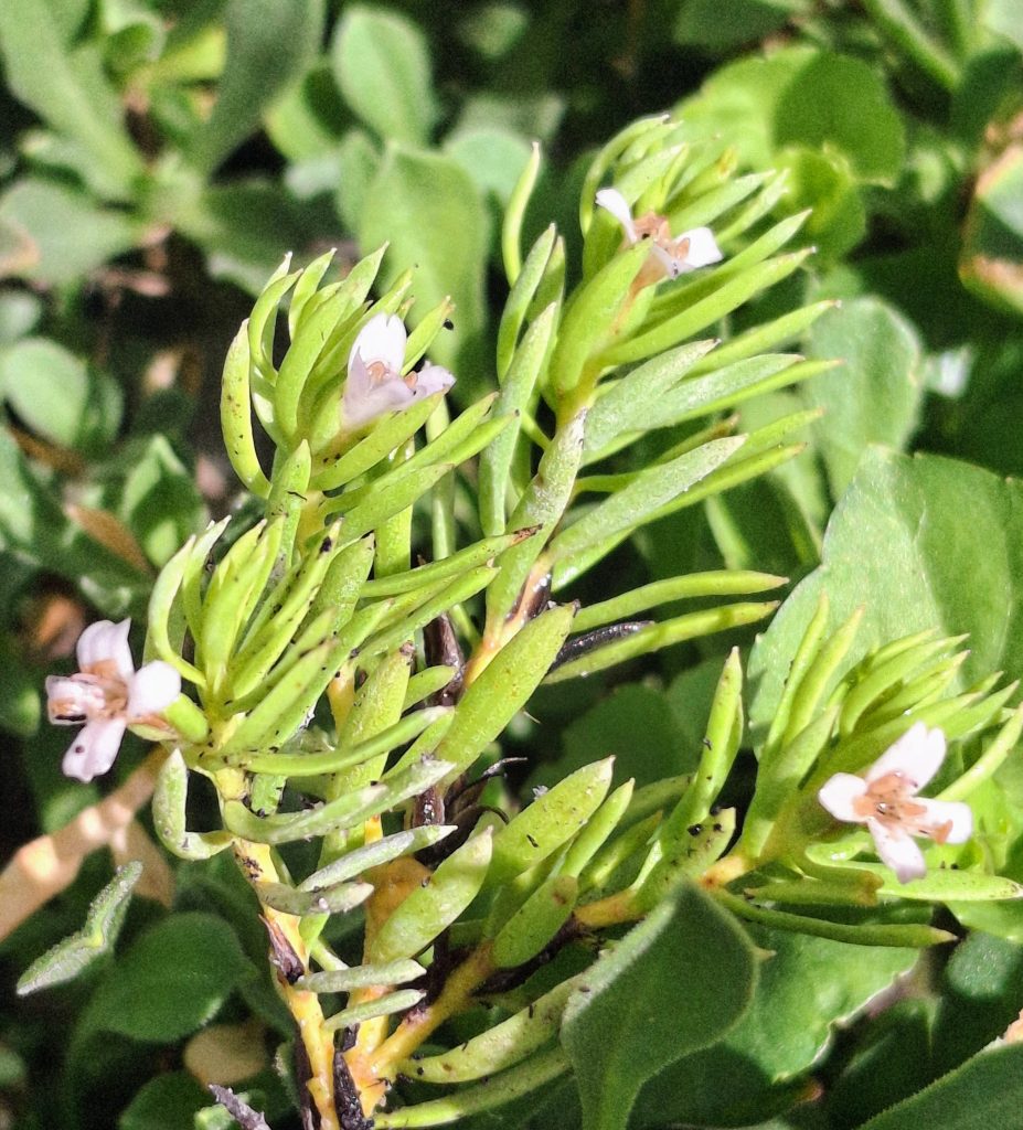 Diocirea acutifolia Australian native plant